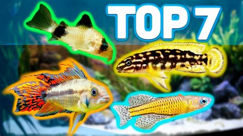 Best Fish For 20 Gallon Tank .